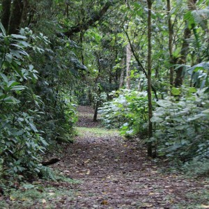 29-SENDERO---BOSQUE-DE-PAZ---COSTA-RICA