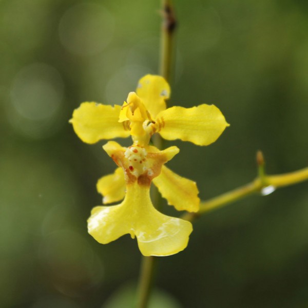 ORQUIDEA--ONCIDIUM----BOSQUE-DE-PAZ--COSTA-RICA